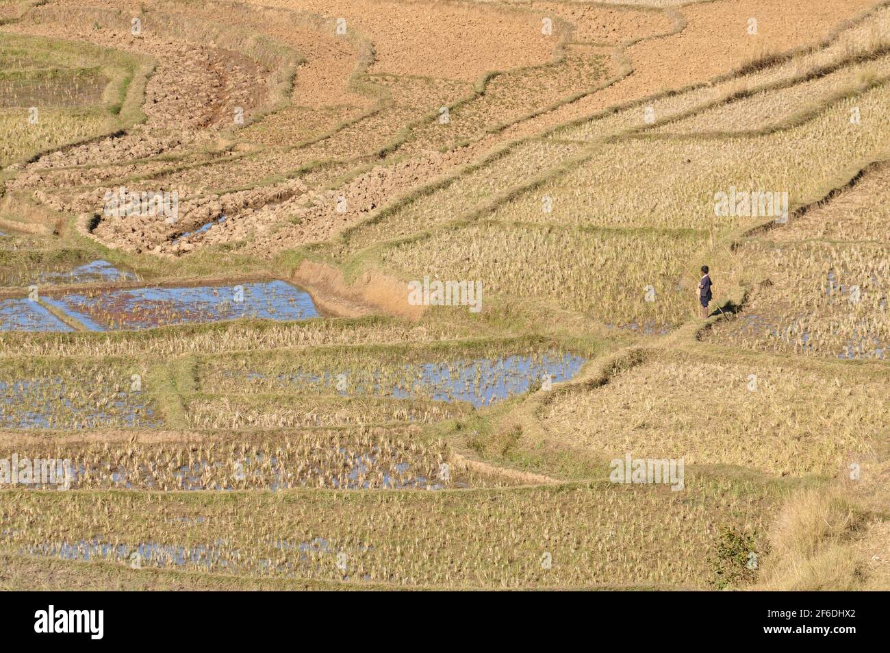 Rice field landscape in Madagascar Stock Photo