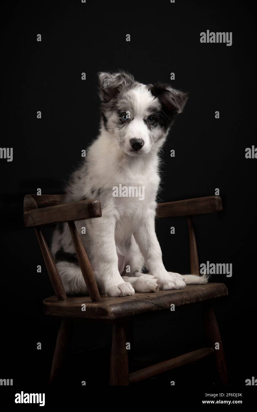 Young border collie puppy looking at the camera sitting on a brown wooden chair on a black background in a vertical image Stock Photo
