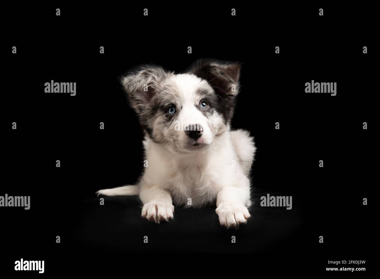 Young border collie puppy looking up lying down on a black background seen from the front Stock Photo
