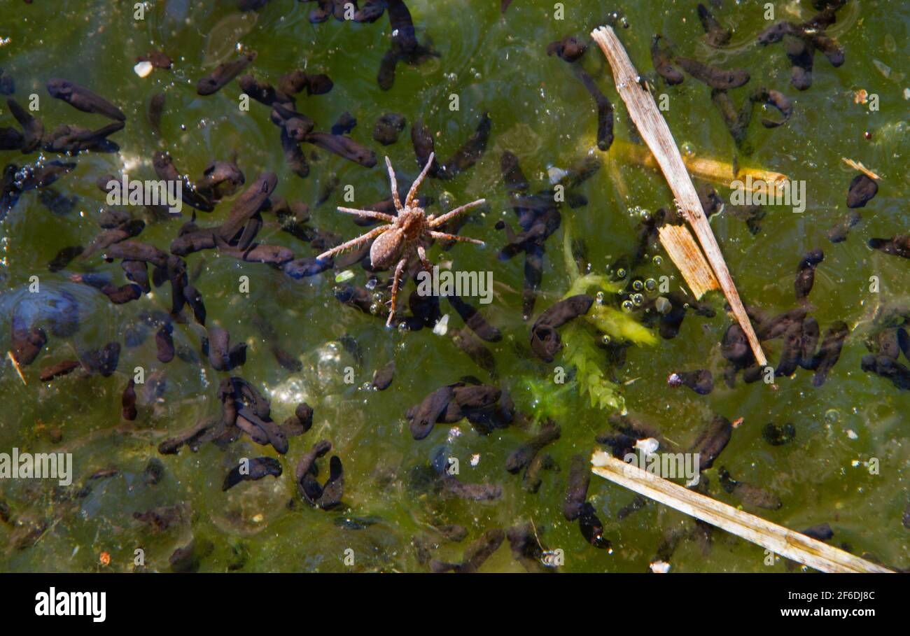 Surface tension: a small brown spider walks over water with frog spawn in it Stock Photo