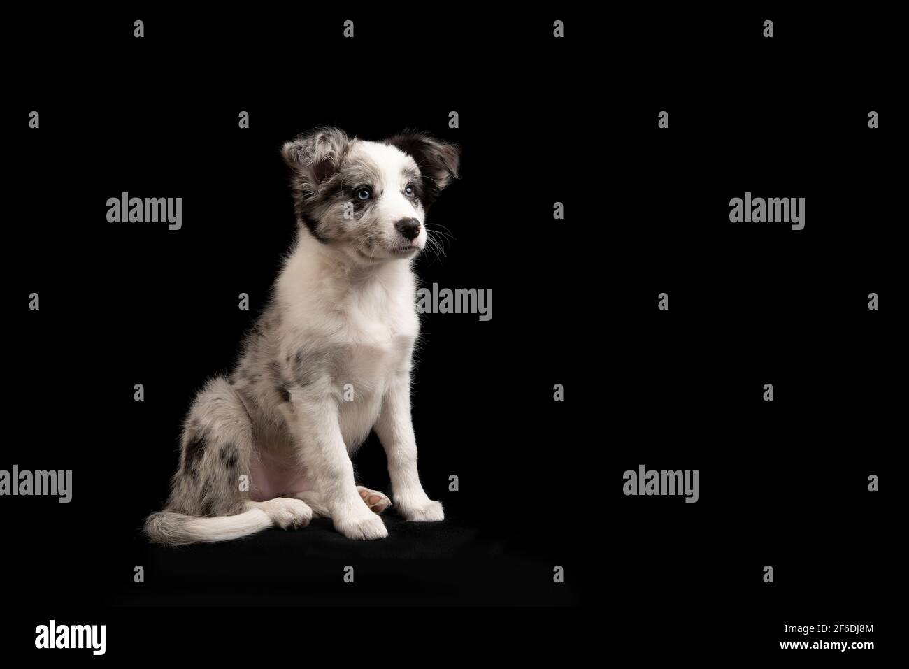 Sitting young border collie puppy looking away on a black background seen from the side with space for copy Stock Photo