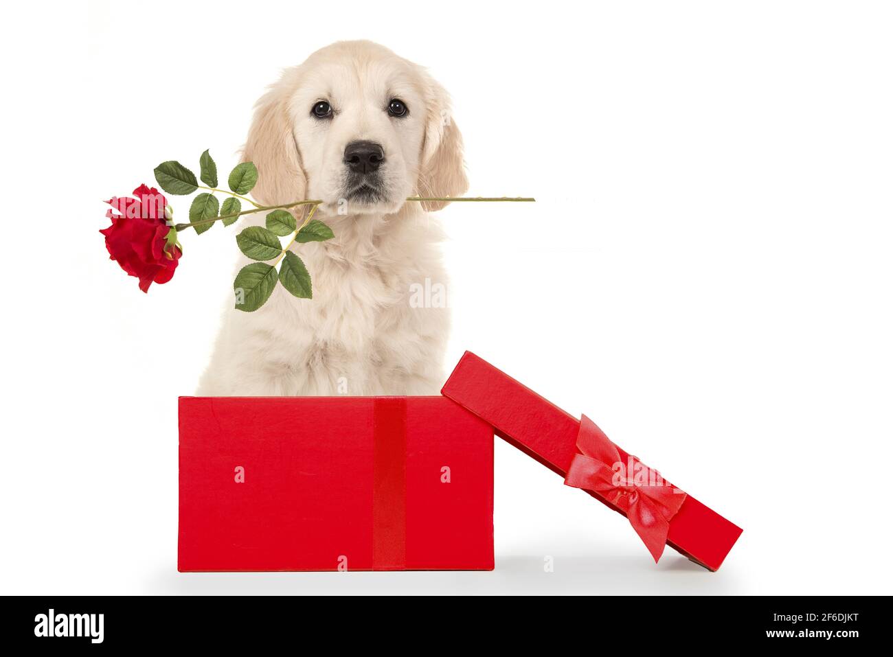 English cream clearance golden retriever gifts
