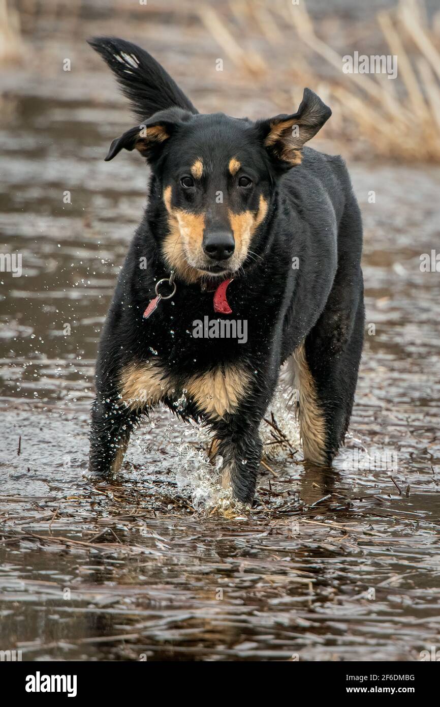 A fish called Tigger. My dog, who is part fish, loves to tag along as I scout and tend to photography blinds in the marsh on our Door County property. Stock Photo