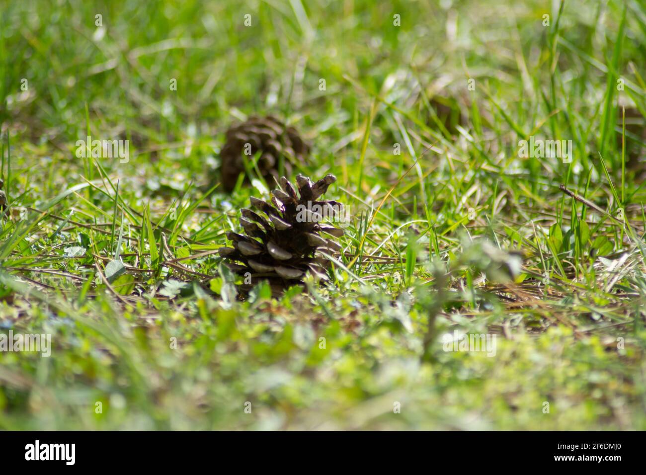 Pinecones on the ground, nature’s beauty, early spring season, fallen cones from a tree Stock Photo
