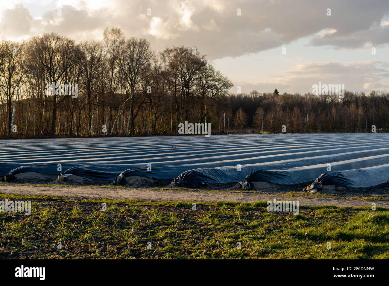 Agriculture in North Brabant, spring fields covered with black plastic film  for cultivation of white asparagus vegetables, Netherlands Stock Photo -  Alamy