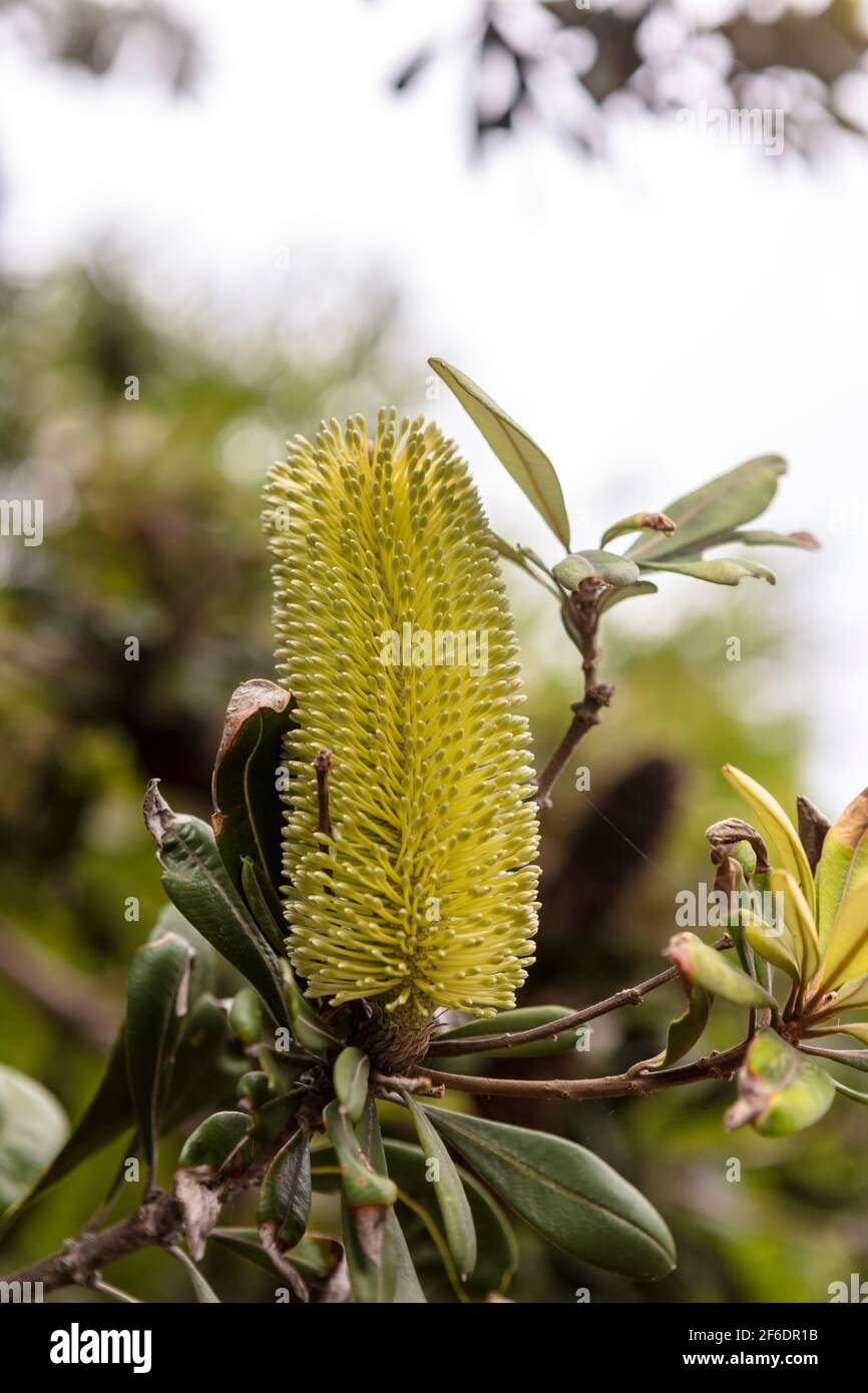 Yellow flowering native Australian shrub Coastal Banksia or Banksia Intergifolia. Stock Photo