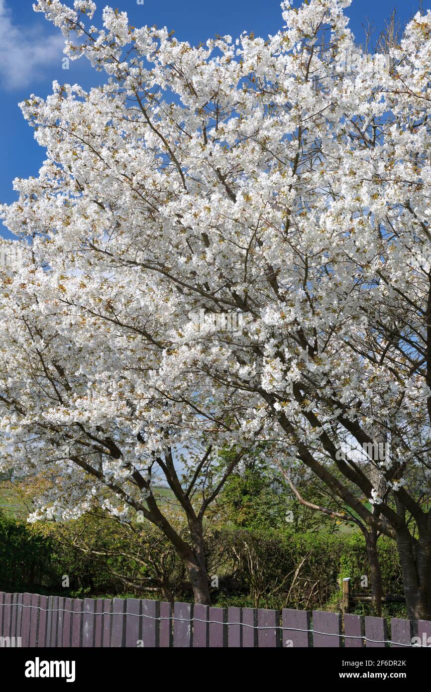 Single white flowers of a Japanese flowering cherry Prunus serrulata Joi-nioi (almond scented blossom) taken in early April near Caernarfon, N. Wales. Stock Photo
