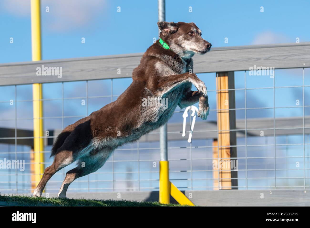 Dock diving labrador jumping off the dock into a pool Stock Photo Alamy
