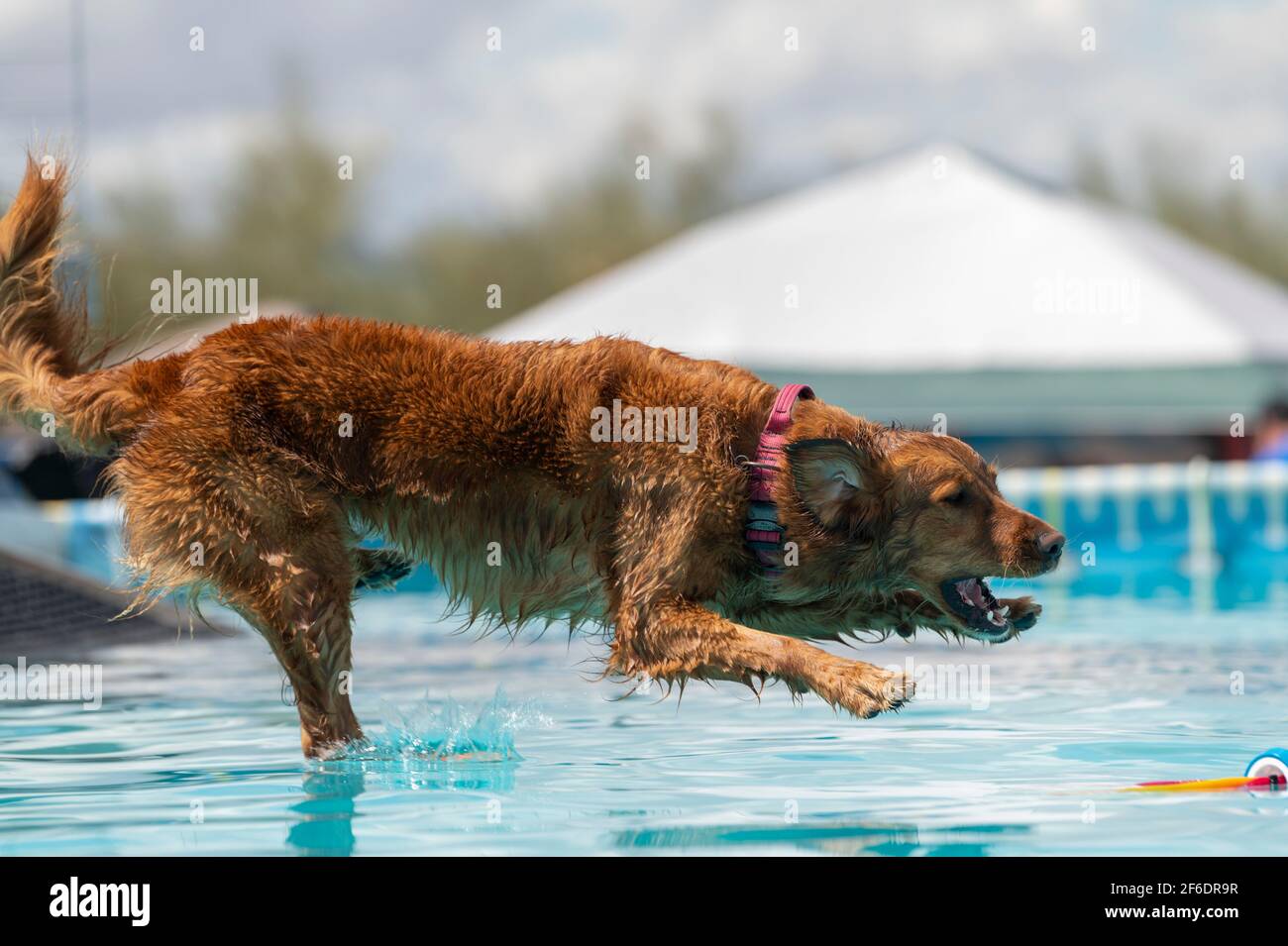 Golden Retriever about to grab a toy in the pool after jumping off a
