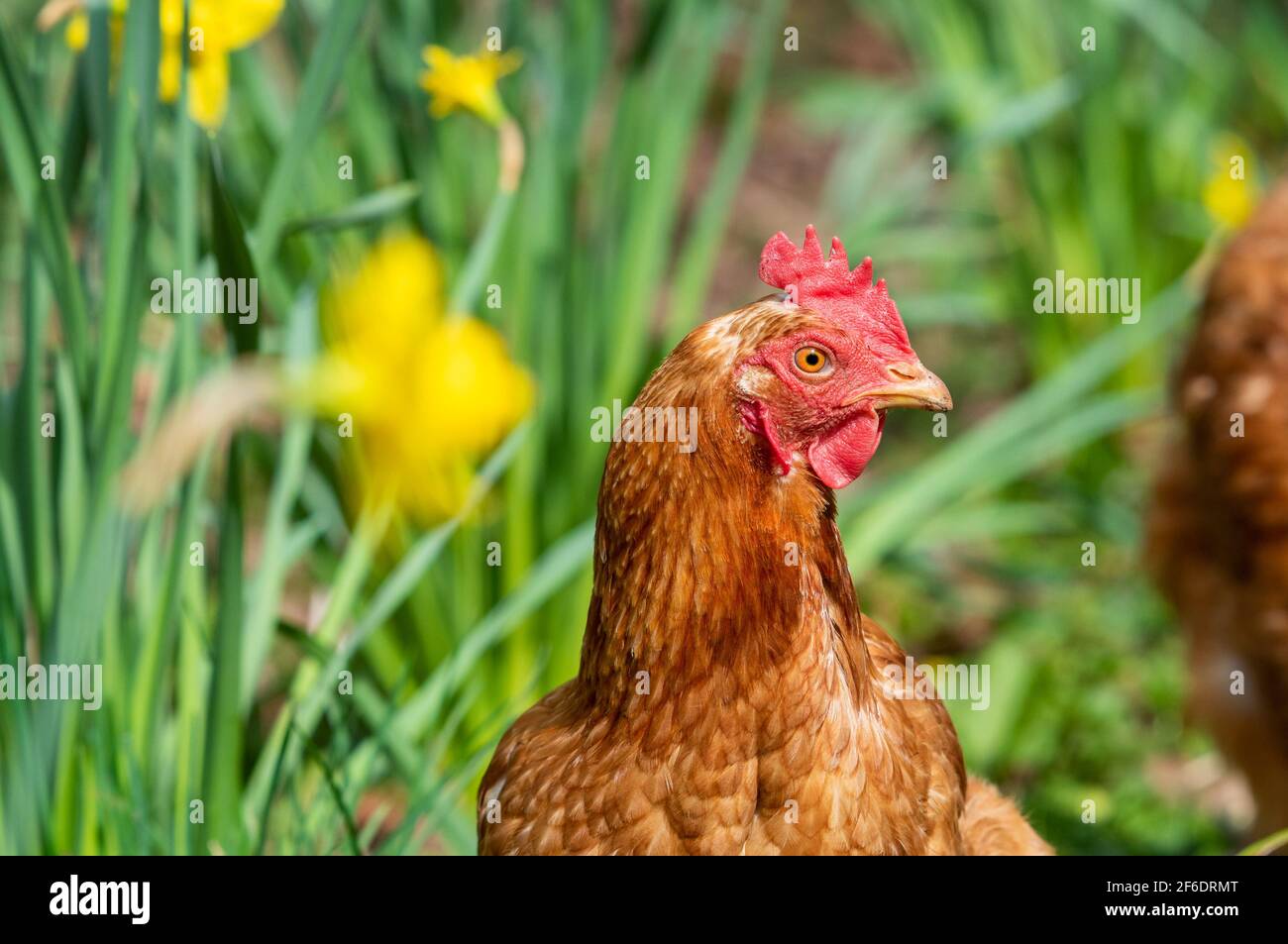 Preston, Lancashire, UK. 31st July, 2021. A free-range hen among the daffodils in a garden near Preston, Lancashire, UK. Credit: John Eveson/Alamy Live News Stock Photo
