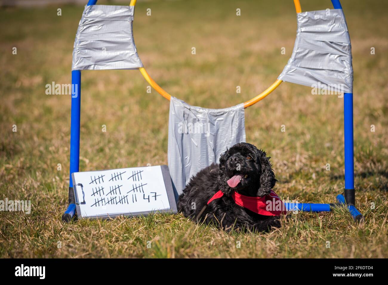 Hanover, Germany. 31st Mar, 2021. Dog Gil (American Cocker Spaniel breed) sits on a lawn next to a tally sheet counting 47 hoop jumps after a world record attempt in 'hoop jumping'. The dog of owner Jutta Gaßmann managed 47 hoop jumps in 60 seconds. They apply with a video message of the record attempt at the Rekordinstitut Detuschland (RID). Credit: Moritz Frankenberg/dpa/Alamy Live News Stock Photo