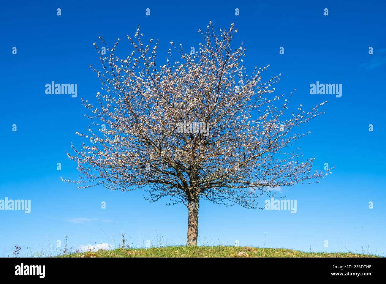 Flowering cherry tree and a clear blue sky Stock Photo - Alamy
