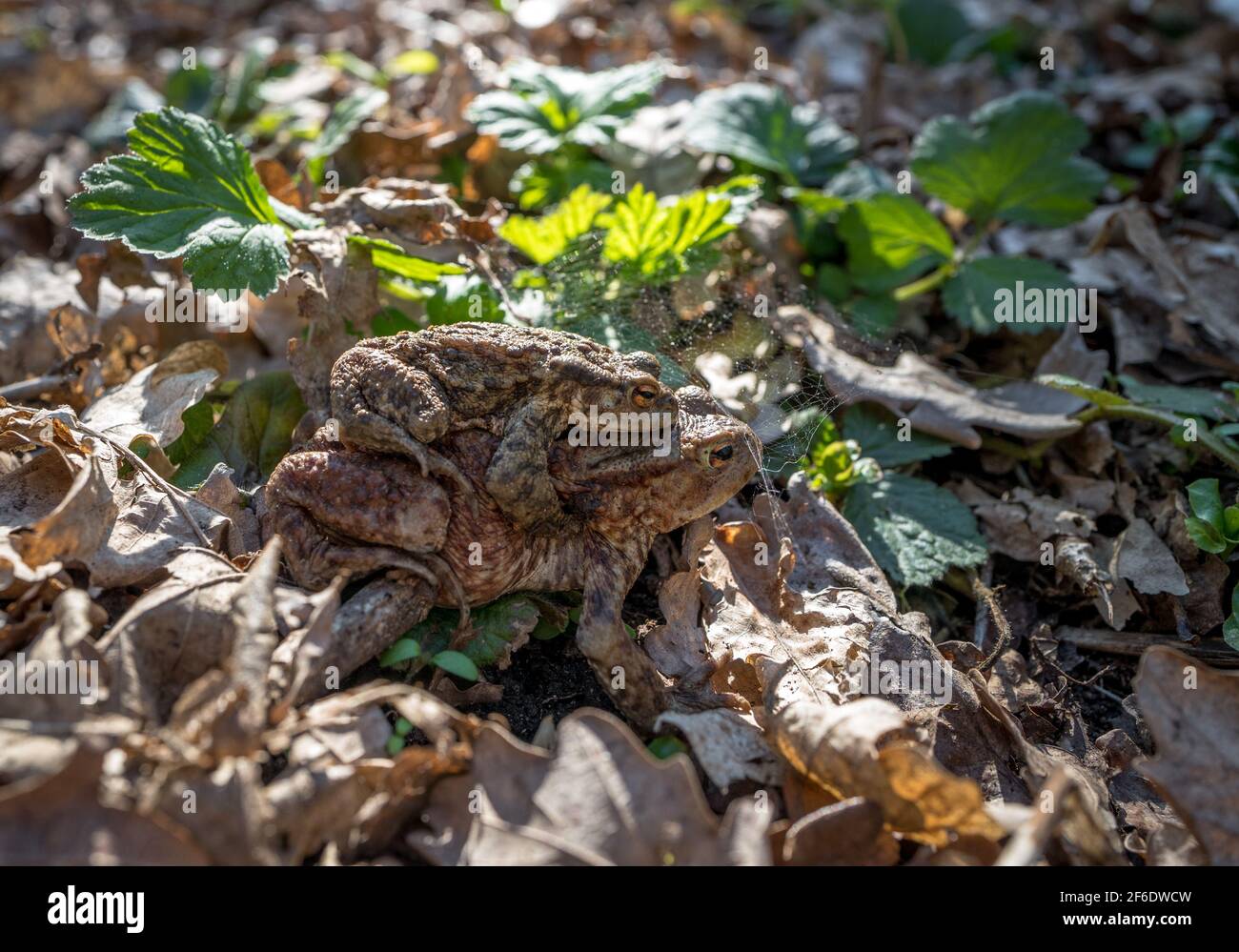 Male toad riding on the back of a female toad during the breeding season. Stock Photo