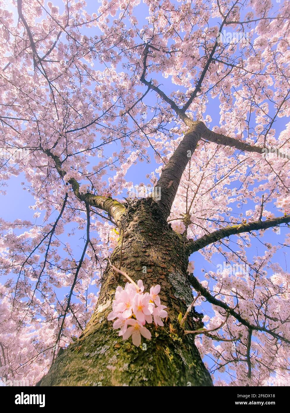 Pink japanese cherry blossom garden in Amsterdam in full bloom