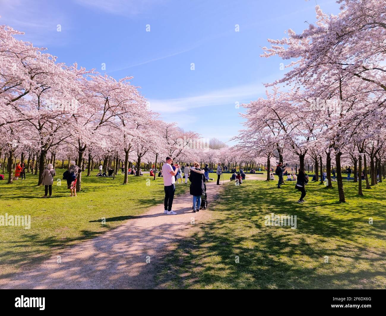 Amsterdam Netherlands April 2021,Pink japanese cherry blossom garden in  Amsterdam in full bloom, Bloesempark - Amsterdamse Bos Stock Photo - Alamy