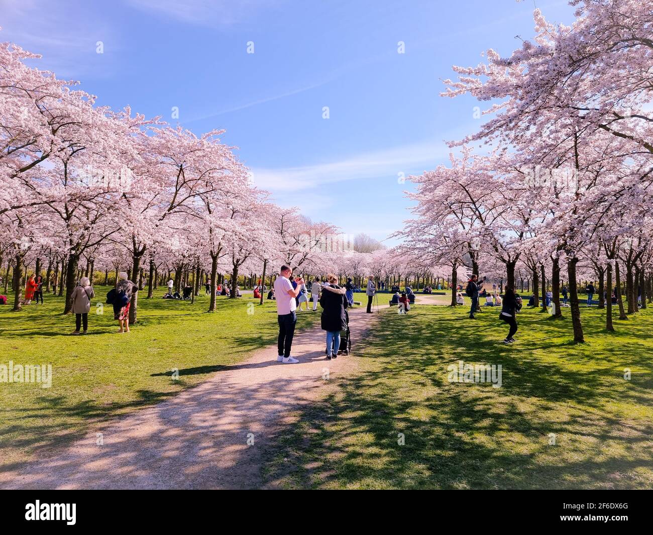 Amsterdam Netherlands April 2021,Pink japanese cherry blossom garden in Amsterdam in full bloom