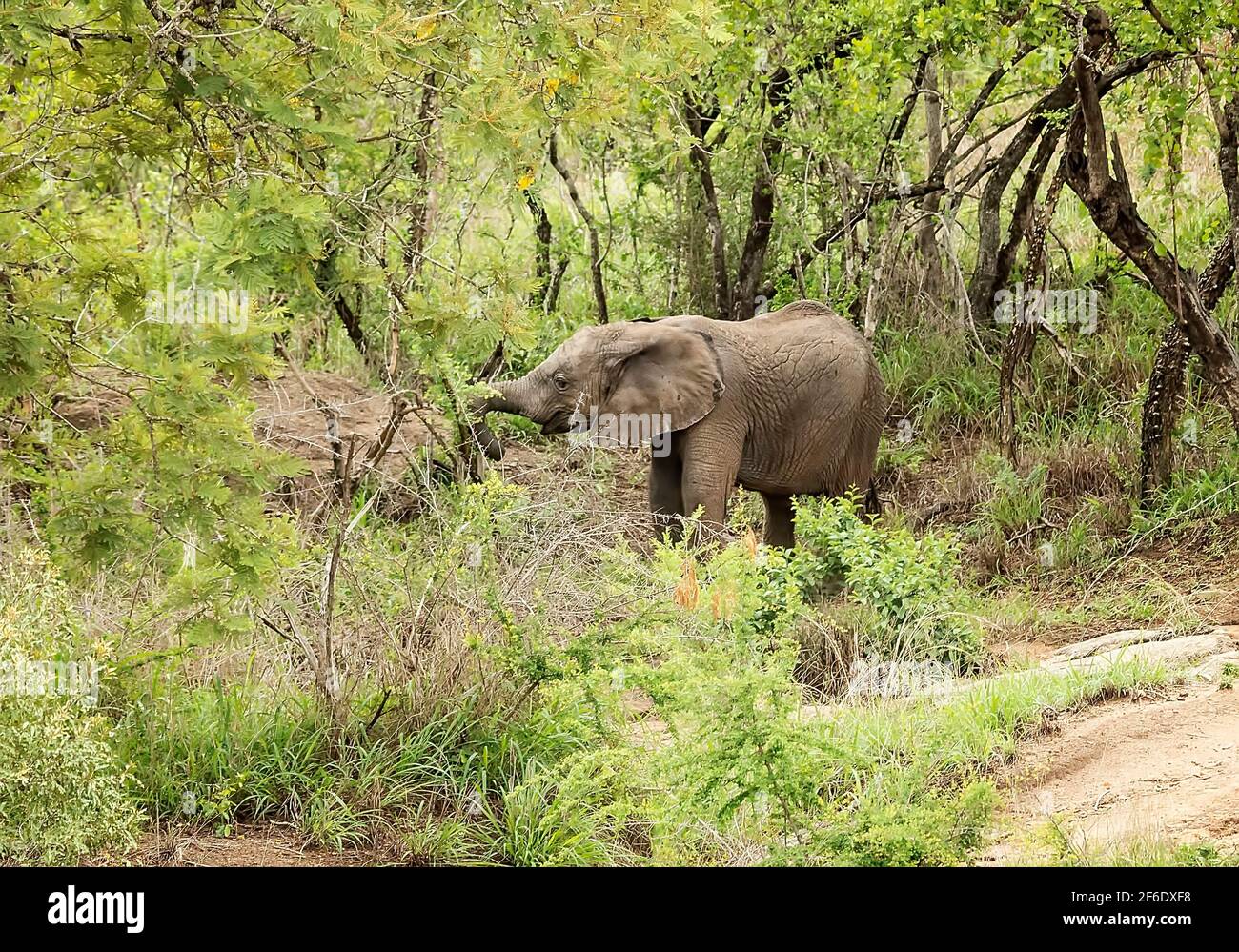 Elephant Eye Black and White Stock Photo Alamy