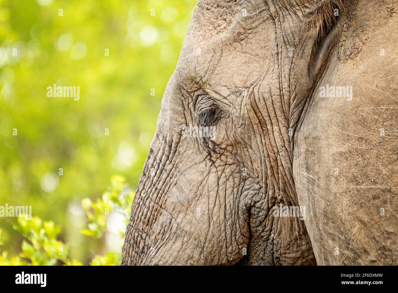 Elephant Eye Stock Photo