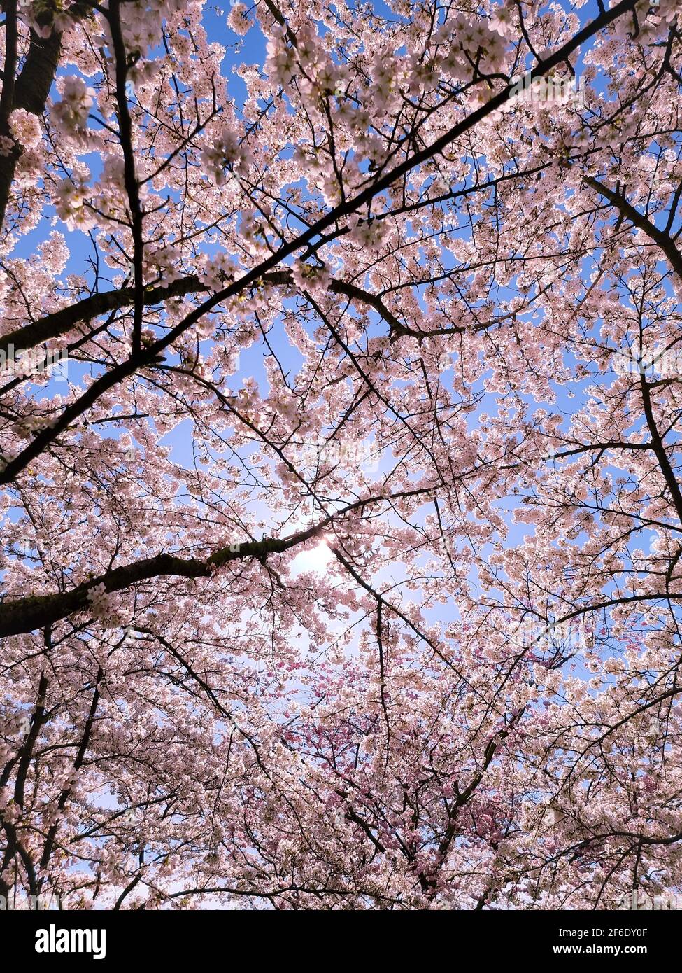 Pink japanese cherry blossom garden in Amsterdam in full bloom