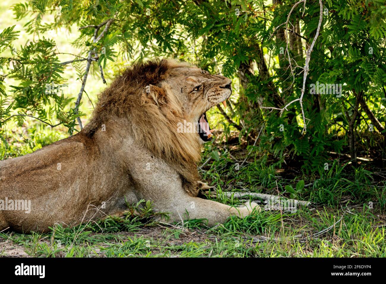 Young Male Lion Stock Photo