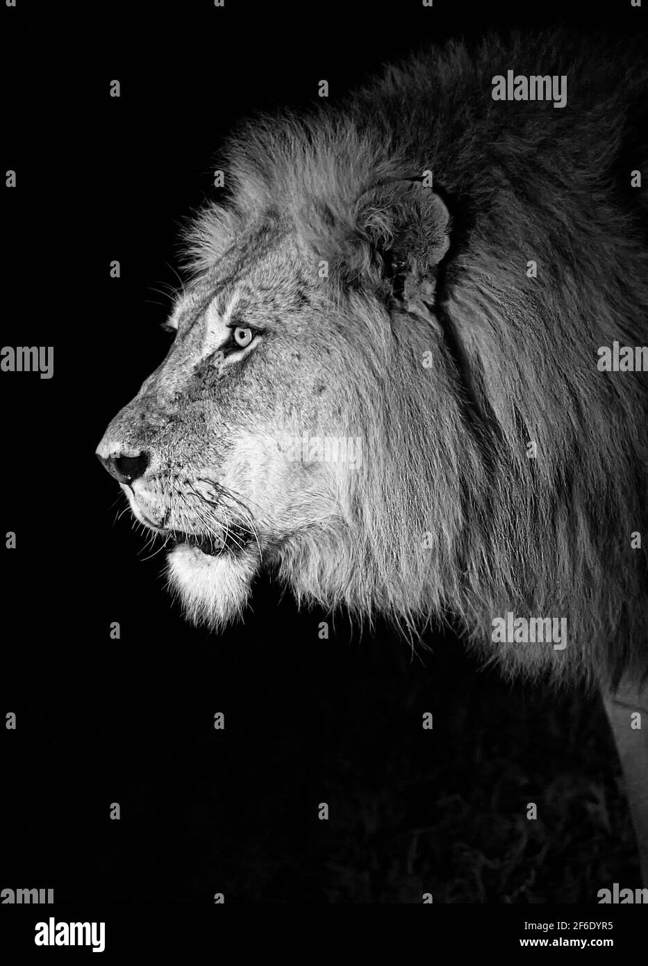Black and White - Male Lion Stock Photo