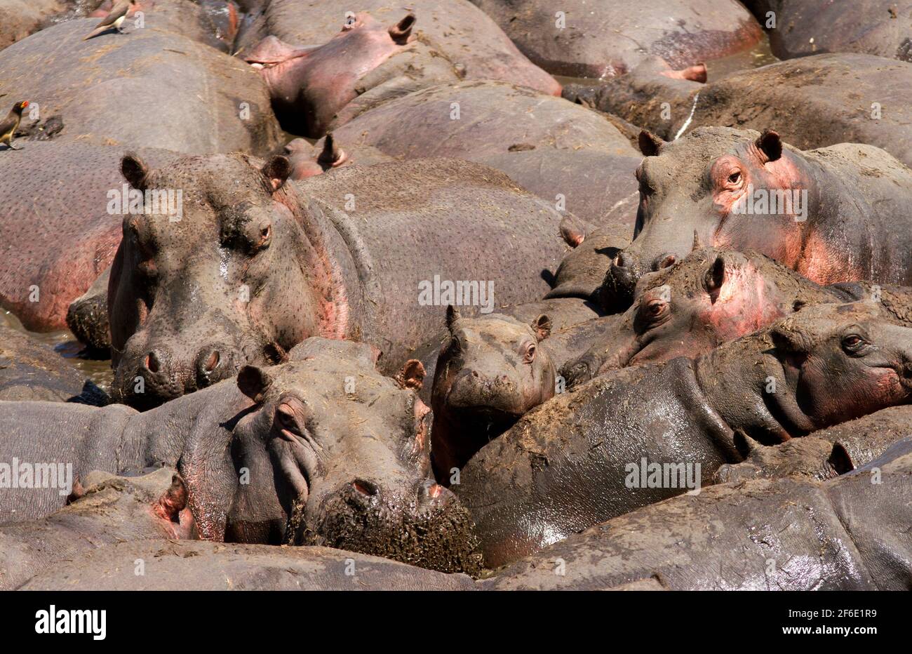 A young Hippo is in the centre of a dense crush of adults, known as a