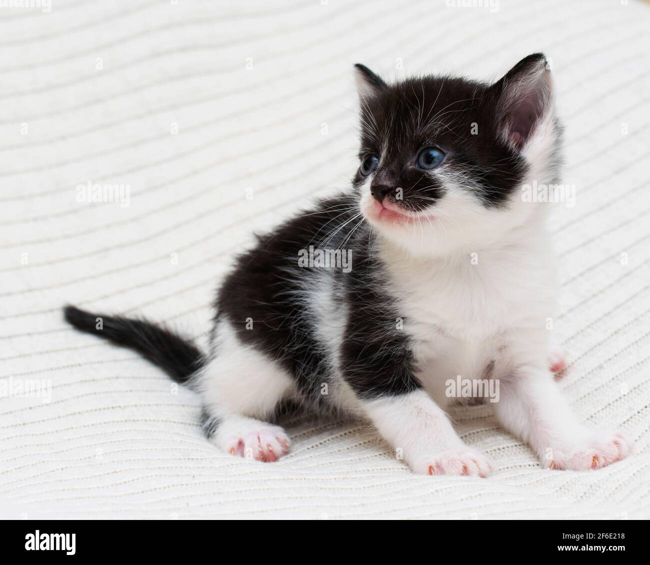 Bicolor black-white small shorthair kitten at home on a plaid. Stock Photo