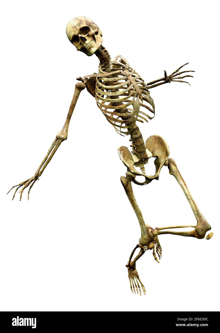3D rendering of a human skeleton isolated on white background Stock ...