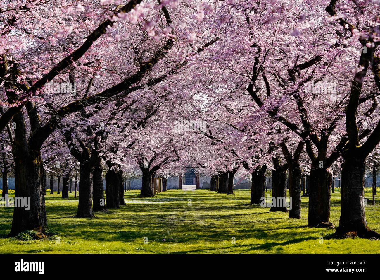 Schwetzingen, Germany. 31st Mar, 2021. Flowering trees of the Japanese ornamental cherry stand in the deserted Schlossgarten. Due to too high corona incidence values, the castle garden has been closed again since 24 March. Credit: Uwe Anspach/dpa/Alamy Live News Stock Photo