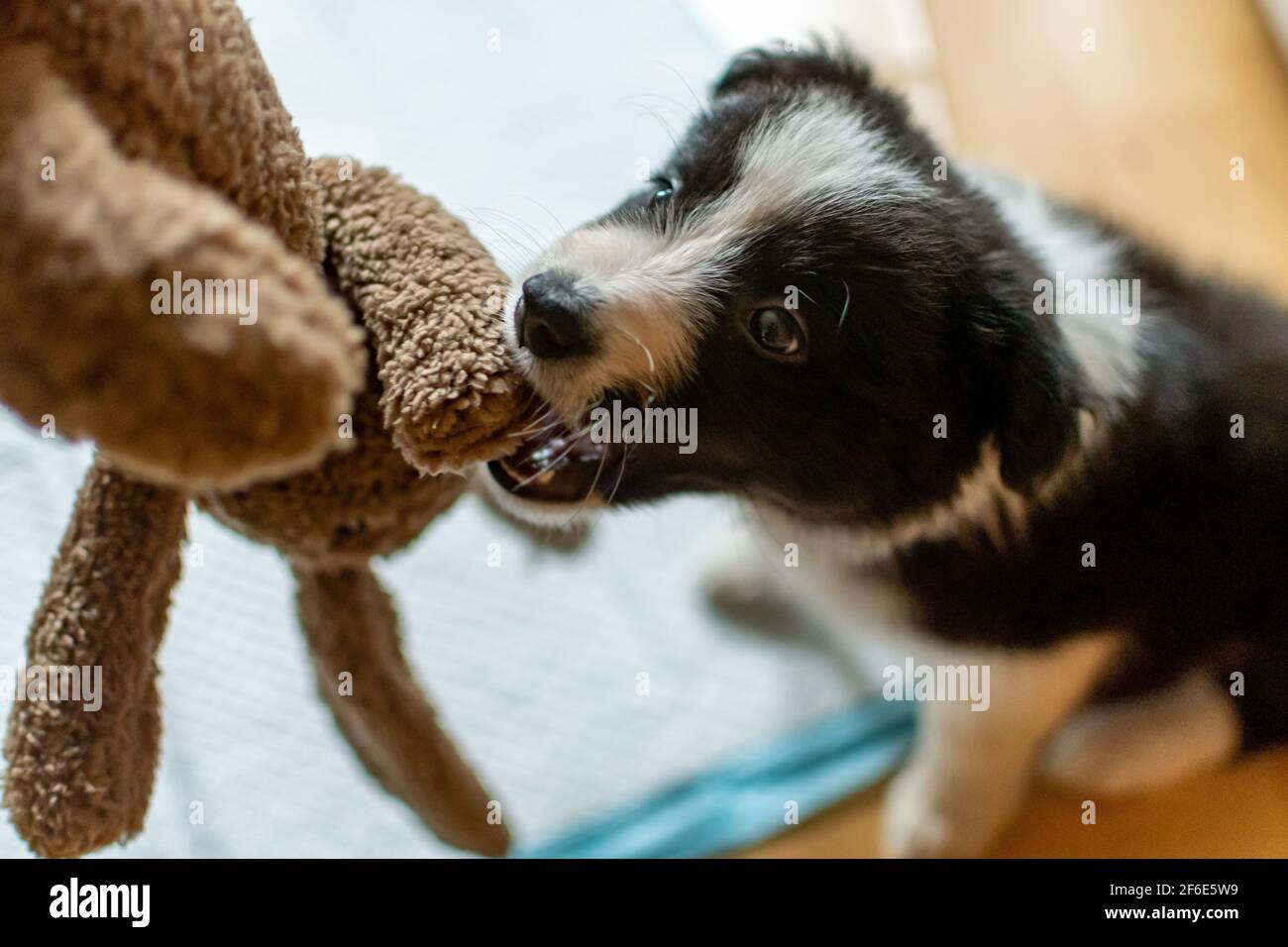 border collie potty training