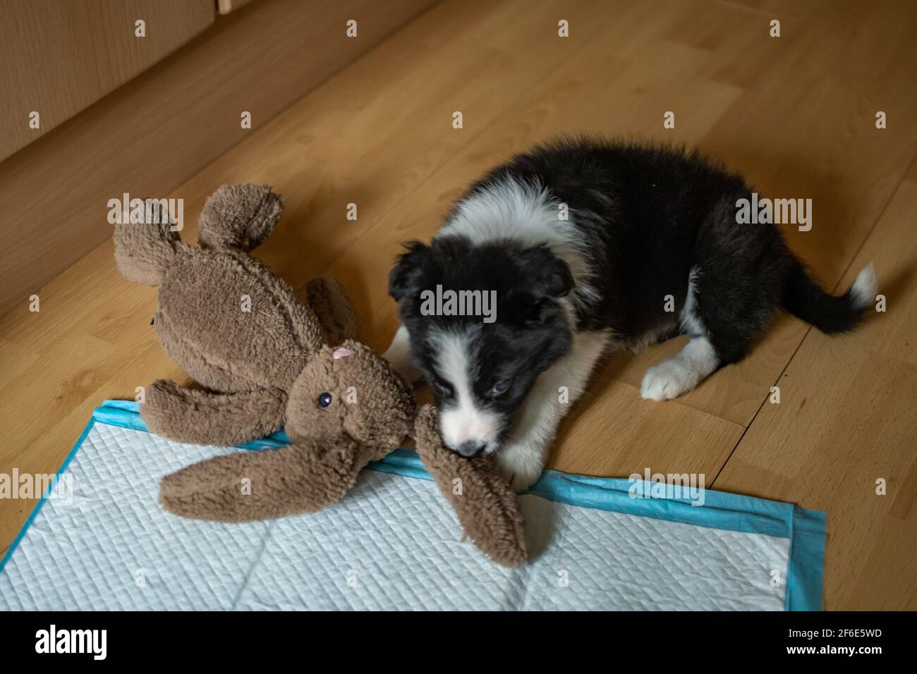 A cute young border collie puppy chews on a soft toy next to a puppy