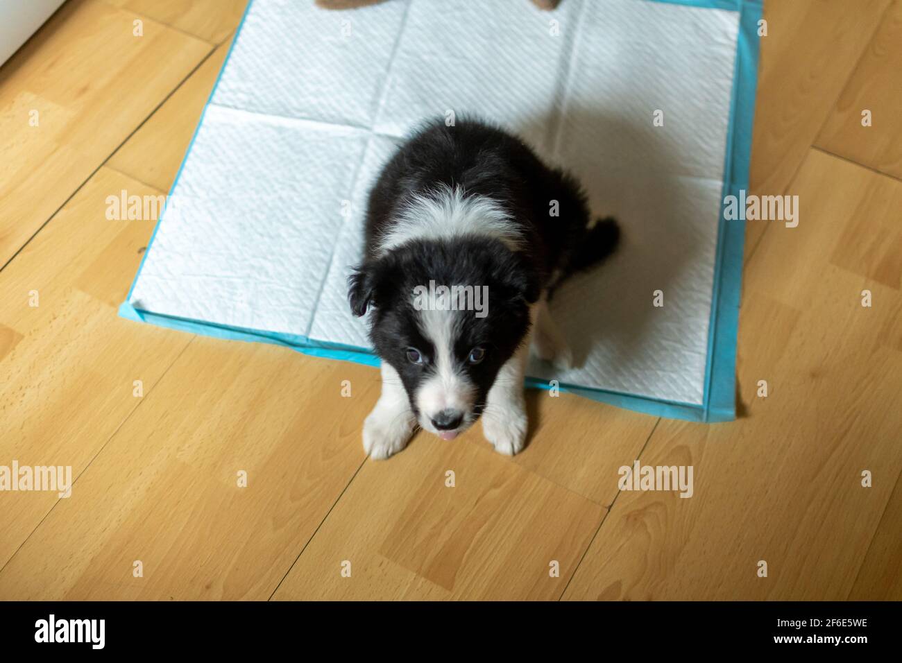 Toilet training border collie puppy discount