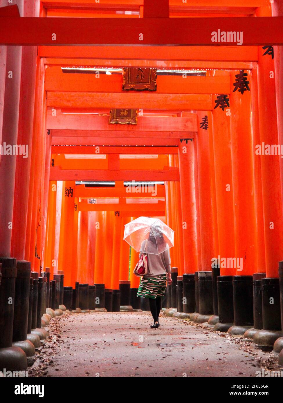 A woman with a clear umbrella walks through a tunnel of red wood torii ...