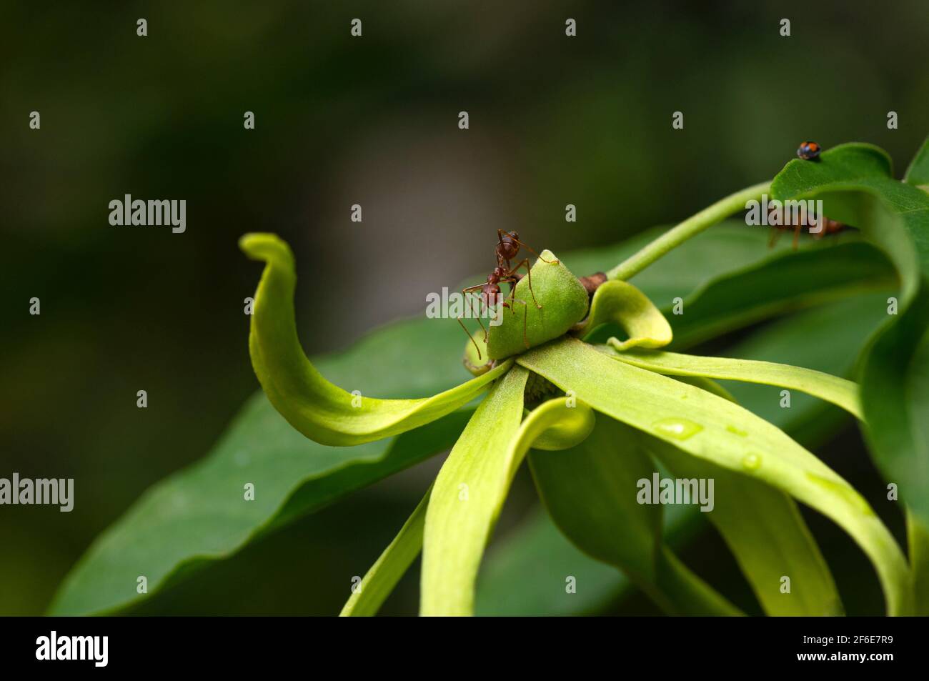 An ant on a cananga odorata flower with ullred background Stock Photo