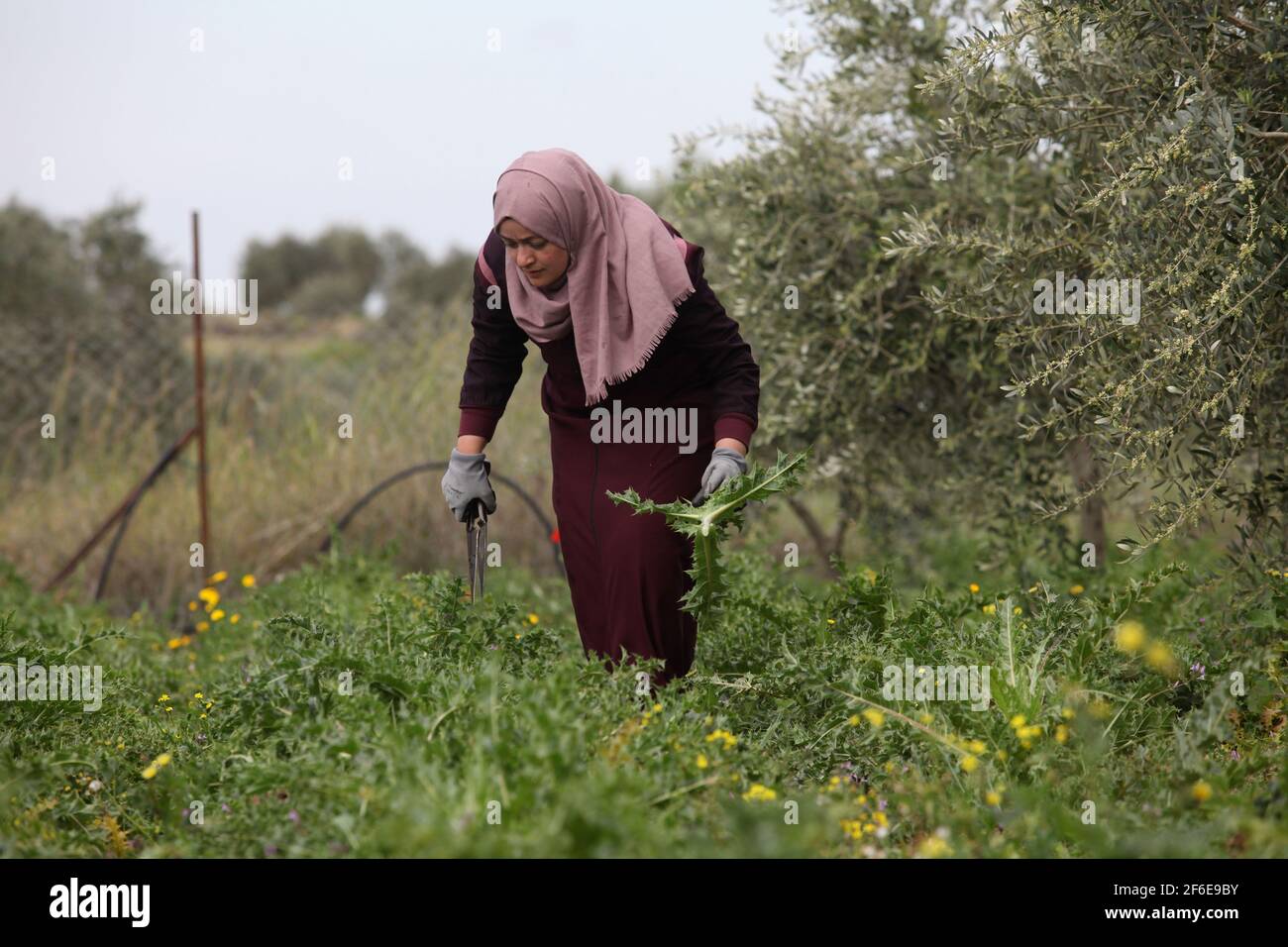 Qalqilya, West Bank city of Qalqilya. 31st Mar, 2021. Palestinian woman Rana Sawan collects Akoub (Gundelia) plants in her family farm in Immatain village, West Bank city of Qalqilya, March 31, 2021. Credit: Nidal Eshtayeh/Xinhua/Alamy Live News Stock Photo