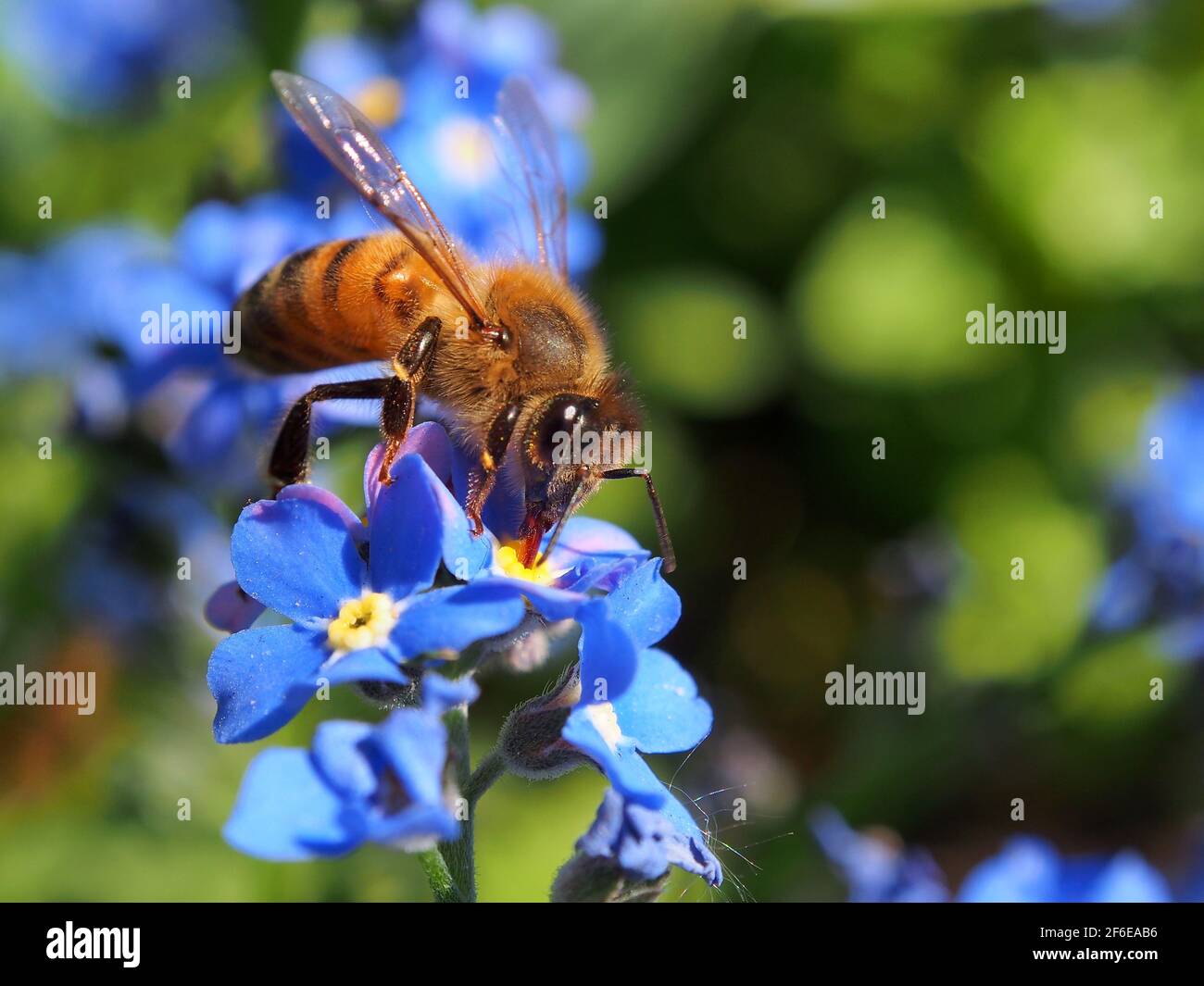A honey bee sat on some scorpion grass collecting pollen and nectar on a sunny day Stock Photo