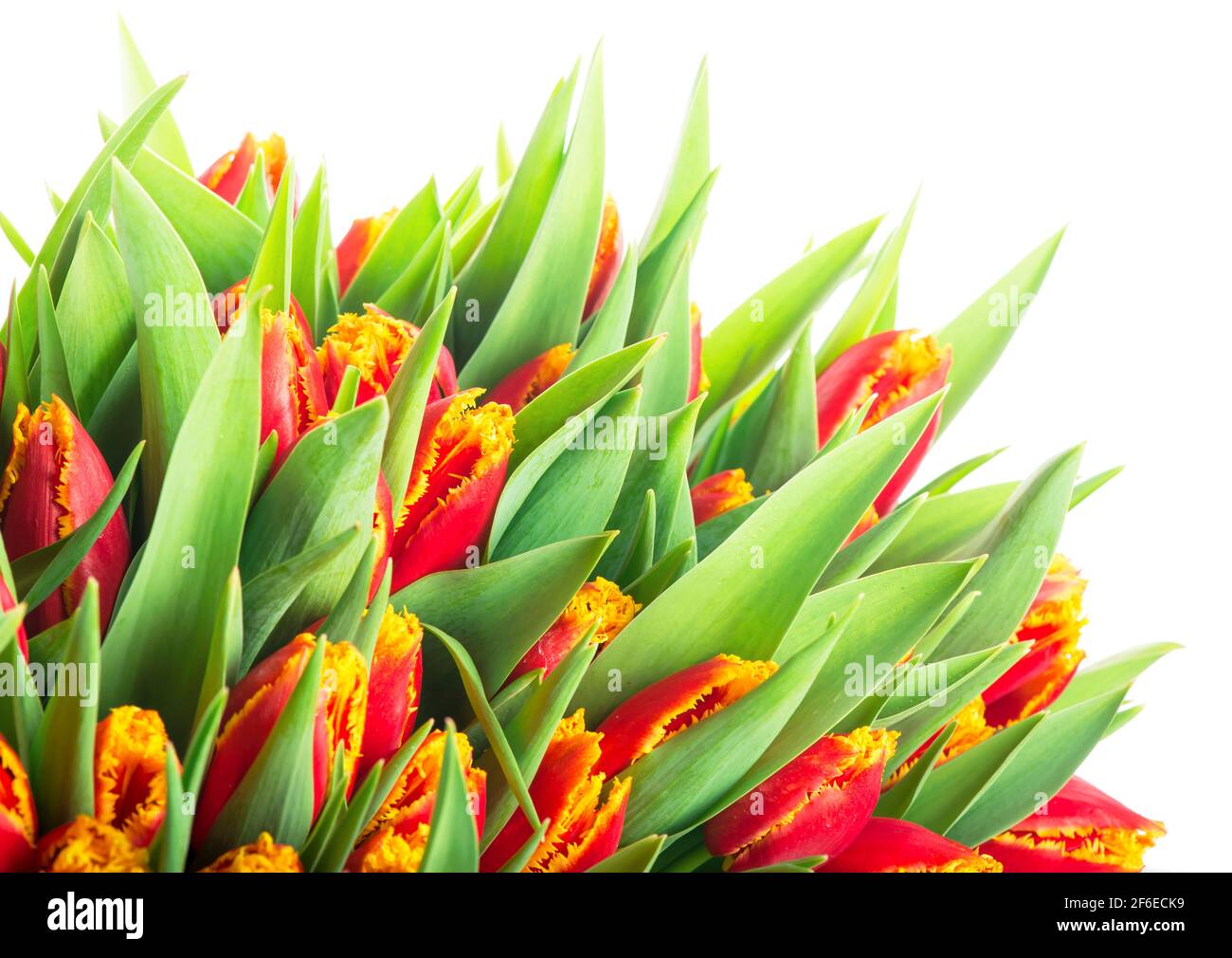 large bouquet of red tulips on a white background Stock Photo - Alamy