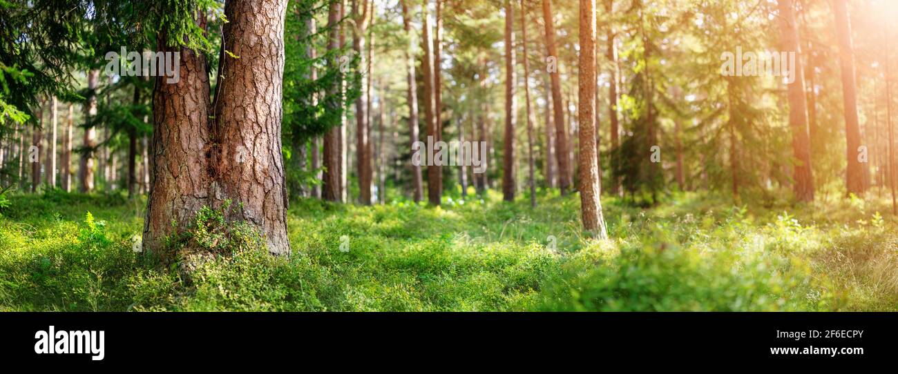 Beautiful pine forest panorama in the summer morning Stock Photo - Alamy
