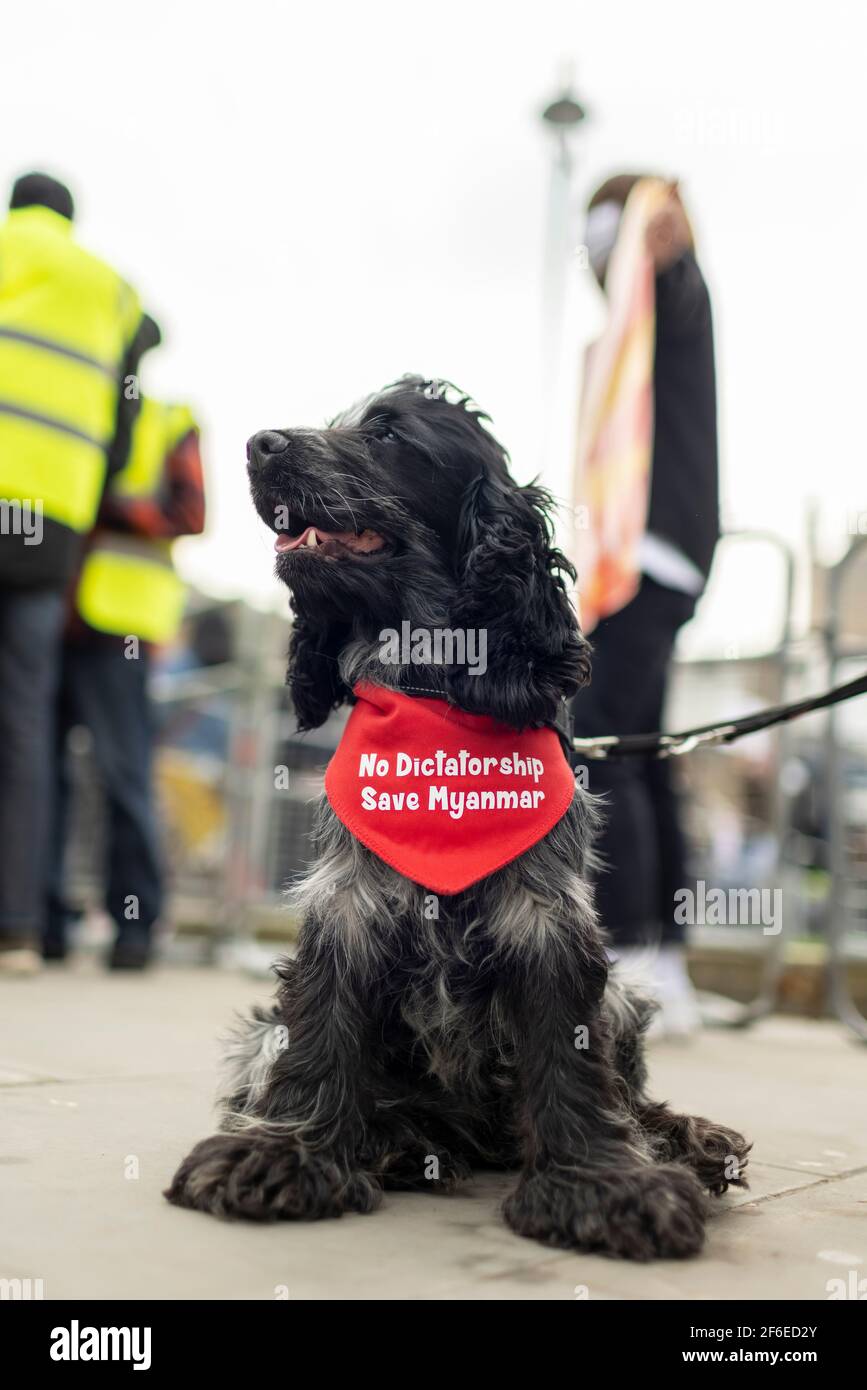 London, UK. 31st Mar, 2021. A dog wearing a protest scarf with the text 'No Dictatorship. Save Myanmar' in Parliament Square. Protesters gathered in Parliament Square - wearing face masks and observing social-distancing - before marching to the Chinese Embassy in solidarity with the people of Myanmar against the military coup and state killings of civilians. Speeches were given outside the embassy. Since the beginning of the military coup on the 1st of February over 520 people have been killed in Myanmar by security forces. Last Saturday was the most violent day when more than 100 people were Stock Photo