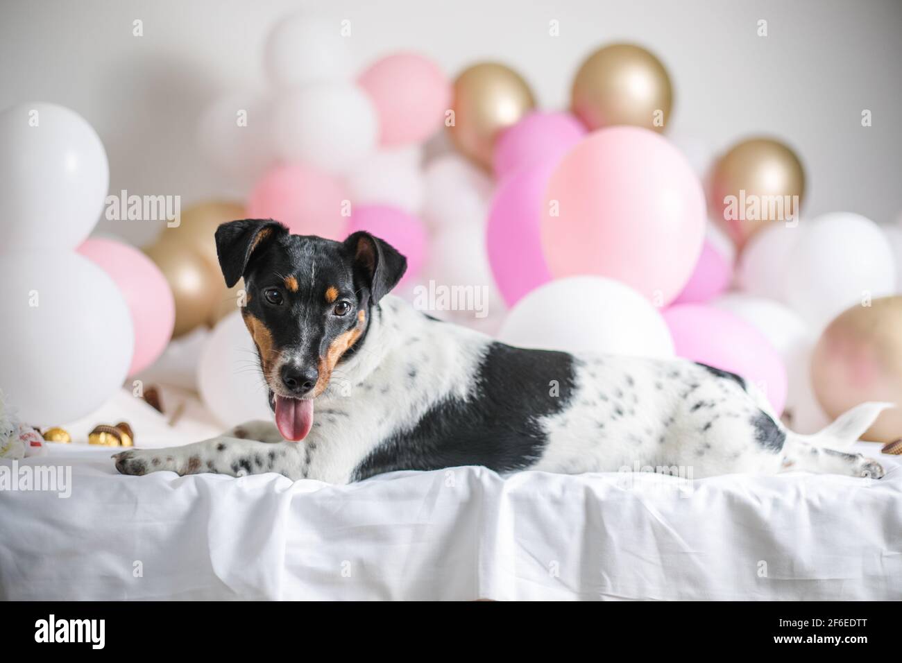 Eating Jack Russel Terrier High Resolution Stock Photography And Images Alamy