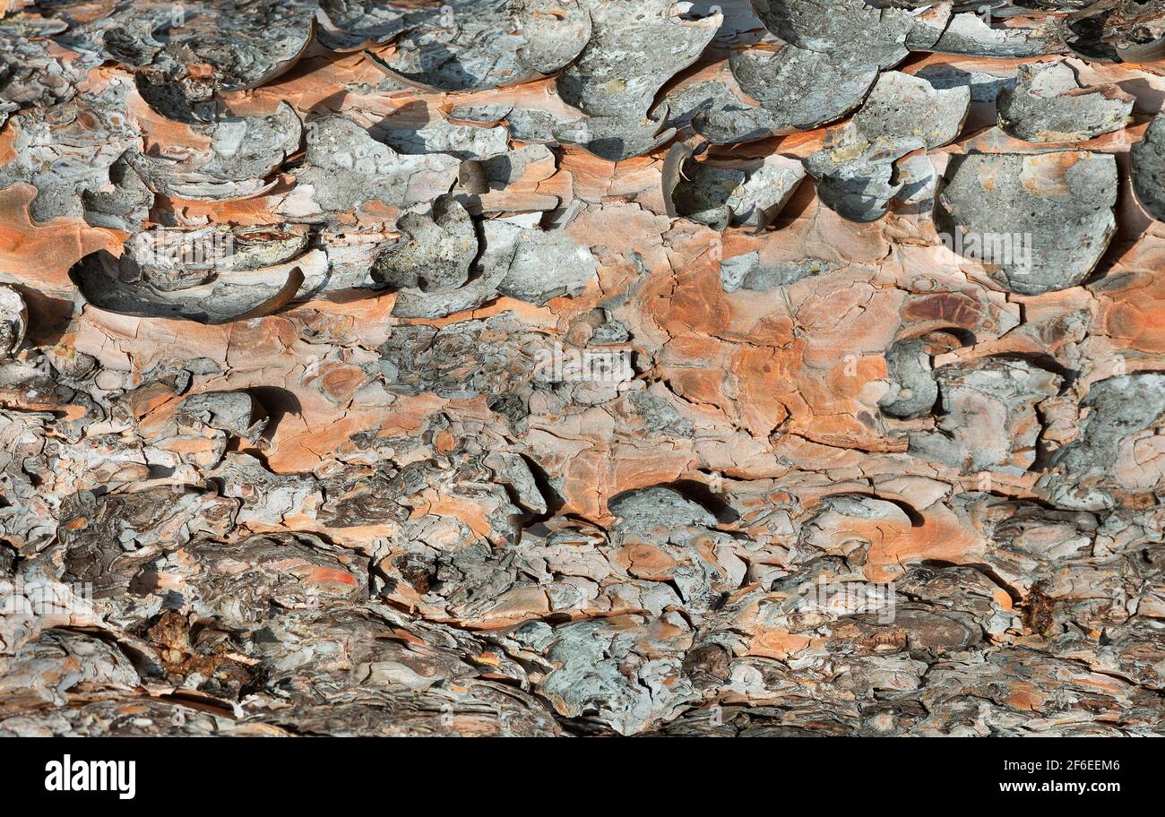 beautiful tree bark closeup background Stock Photo