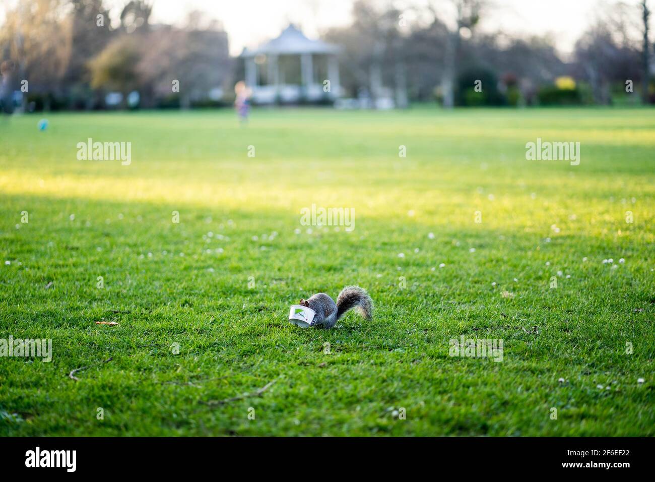 Squirrel eating from a discarded ice cream cone in the park Stock Photo