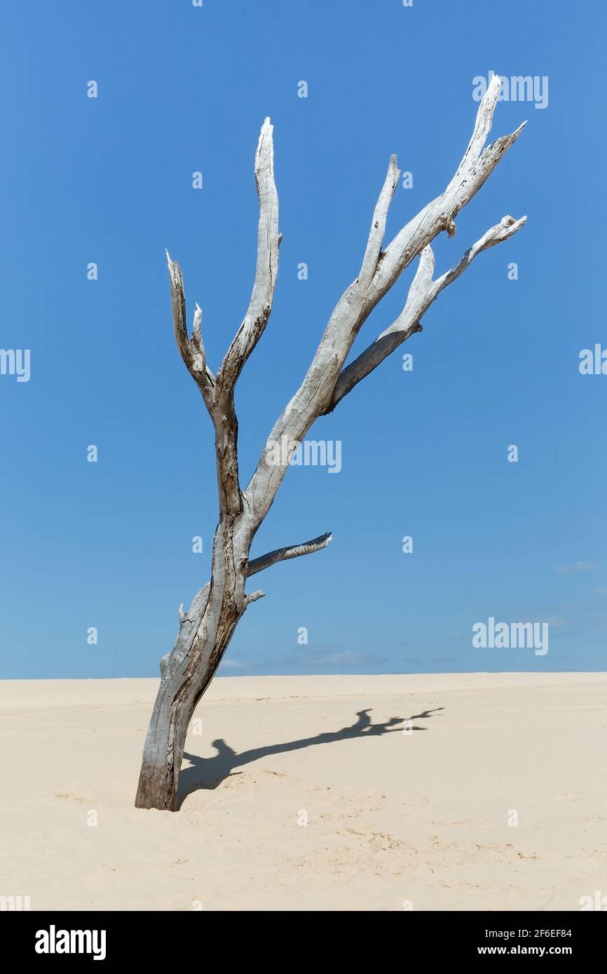 dry tree in the sand dunes against the sky Stock Photo