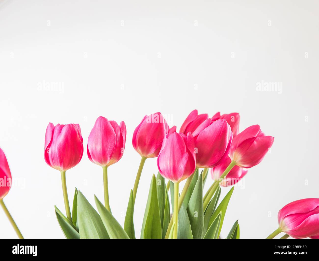 beautiful tulips on a white background Stock Photo