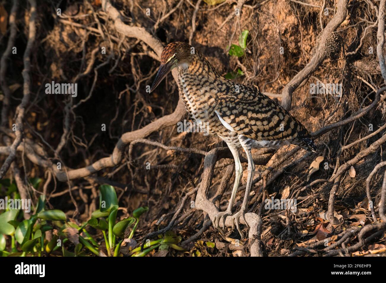 Rufescent Tiger-Heron (Tigrisoma lineatum), immature, Pantanal, Mato ...