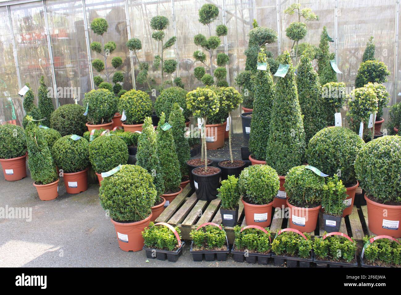 Box hedging and box topiary display in a garden centre Stock Photo