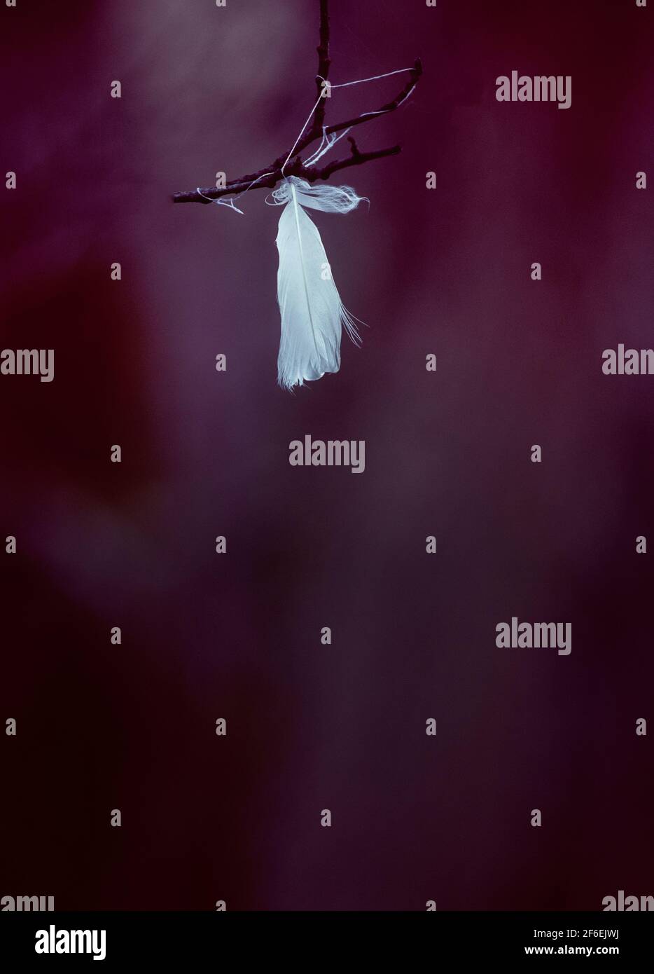 White feather hanging from branch against purple background. Concept of fragility, softness, vulnerability, Stock Photo