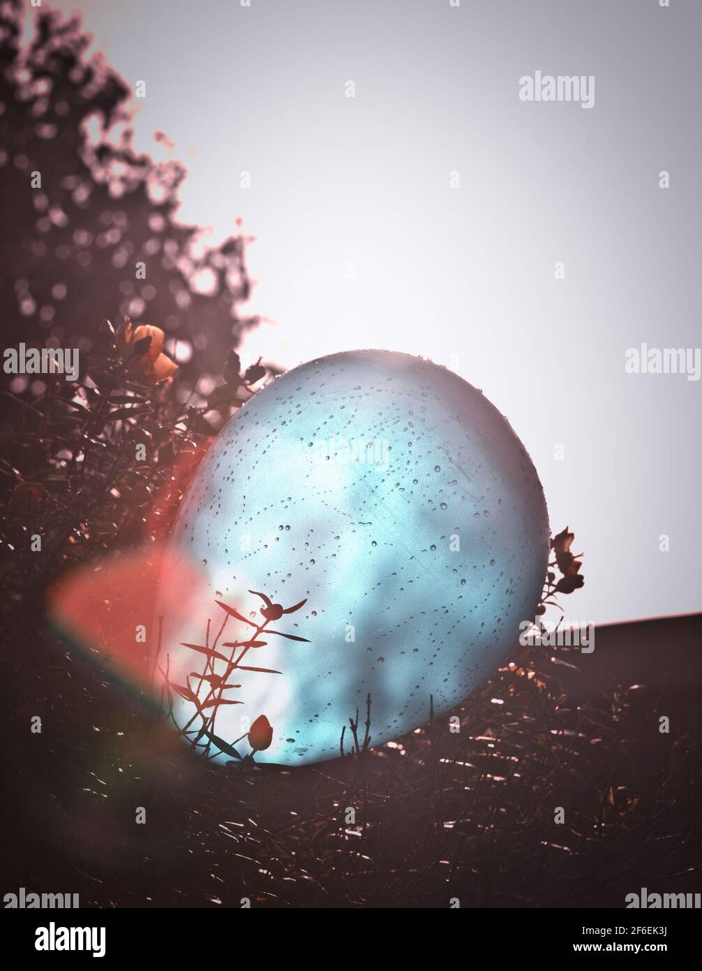 Blue balloon covered in raindrops on bush in sunlight. Concept of fragility Stock Photo