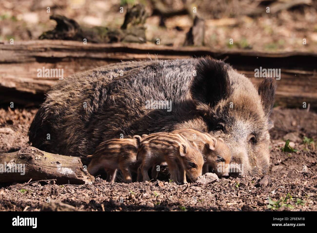 Moritzburg, Germany. 31st Mar, 2021. A wild boar with freshlings lies on the forest floor in the Moritzburg game reserve. Credit: Tino Plunert/dpa-Zentralbild/ZB/dpa/Alamy Live News Stock Photo