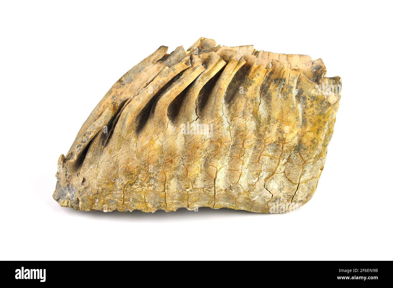 Mammoth tooth isolated on a white background. Stock Photo